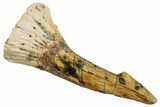 Fossil Sawfish (Onchopristis) Rostral Barb - Morocco #273335-1